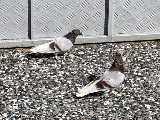 1757007 (a): :1920x1440